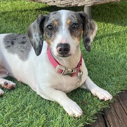 Molly - Dachshund