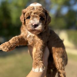 Moana - Red female Cavapoo puppy in Orange, California from SoCal Cavapoos