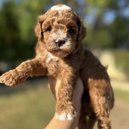 Moana - Red female Cavapoo puppy in Orange, California from SoCal Cavapoos
