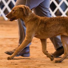 Chesapeake Bay Retrievers from Monarch Chesapeakes
