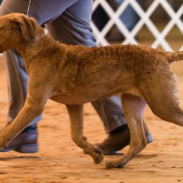 Chesapeake Bay Retrievers from Monarch Chesapeakes