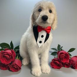 Masuka - Parti male Goldendoodle puppy in Prosperity, Pennsylvania from Stelladoodles & Company