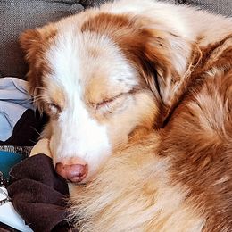 Australian Shepherds, Miniature American Shepherds, and Miniature Australian Shepherds from Copper Sky Aussies & Mini American Shepherds