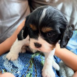 Peppercioni - Tri-color male Cavalier King Charles Spaniel puppy in De Soto, Missouri from Blooming Cavaliers