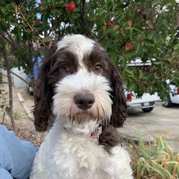 Luna - Australian Labradoodle