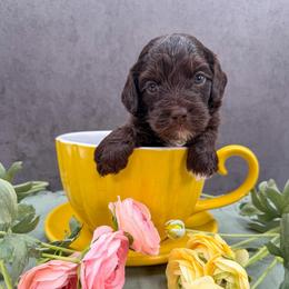 Rocky - Chocolate male Australian Labradoodle puppy in Denton, Texas from Liberty Hill Labradoodles