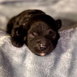 Boy 2 - Black and white male Assorted Doodle Crosses puppy in Tropic, Utah from Lady Paws-Kara