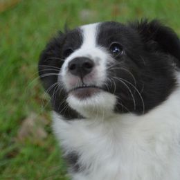 Shetland Sheepdog Puppies from Sunny Shelties