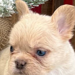 Mr. Mean Muggin’ - White French Bulldog puppy in San Leandro, California from City of Frenchies