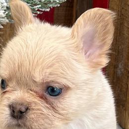 Mr. Mean Muggin’ - White French Bulldog puppy in San Leandro, California from City of Frenchies