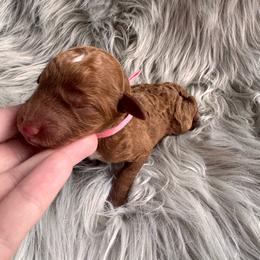 Hope - Red  female Poodle puppy in Osyka, Mississippi from Southern Sunshine Standards