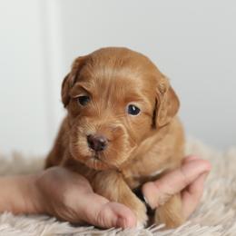 Light Blue - Apricot female Australian Labradoodle puppy in Williamstown, New York from Lewis Manor Labradoodles