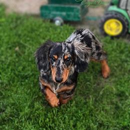 Bruno - Dachshund