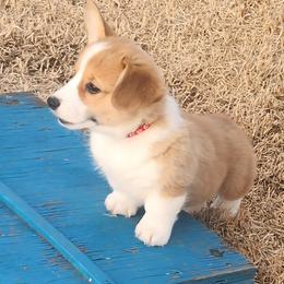 Black Thumb's Aces Over 8s - Red male Pembroke Welsh Corgi puppy in Easley, South Carolina from Black Thumb Homestead