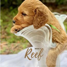 Goldendoodle Puppies from Ruby Pupper Doodles