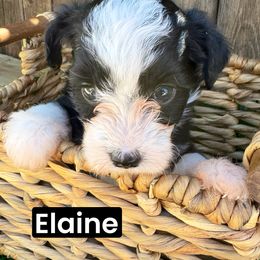 Elaine - Black and white female Aussiedoodle puppy in Bakersfield, California from Annie's Aussies