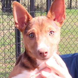 Toby - White, chocolate and tan Rat Terrier puppy in Shelbyville, Tennessee from Gems Rat Terriers