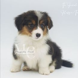 Tri F 3 FLUFF w Tail - Black and tan female American Corgi puppy in Straughn, Alabama from Magnolia Creek Corgis