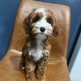 Maserati - Red female Australian Labradoodle puppy in Orange, California from Little Kingdom Doodles