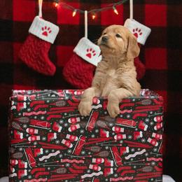 Labrador Retriever Puppies from Sun Ridge Labradors