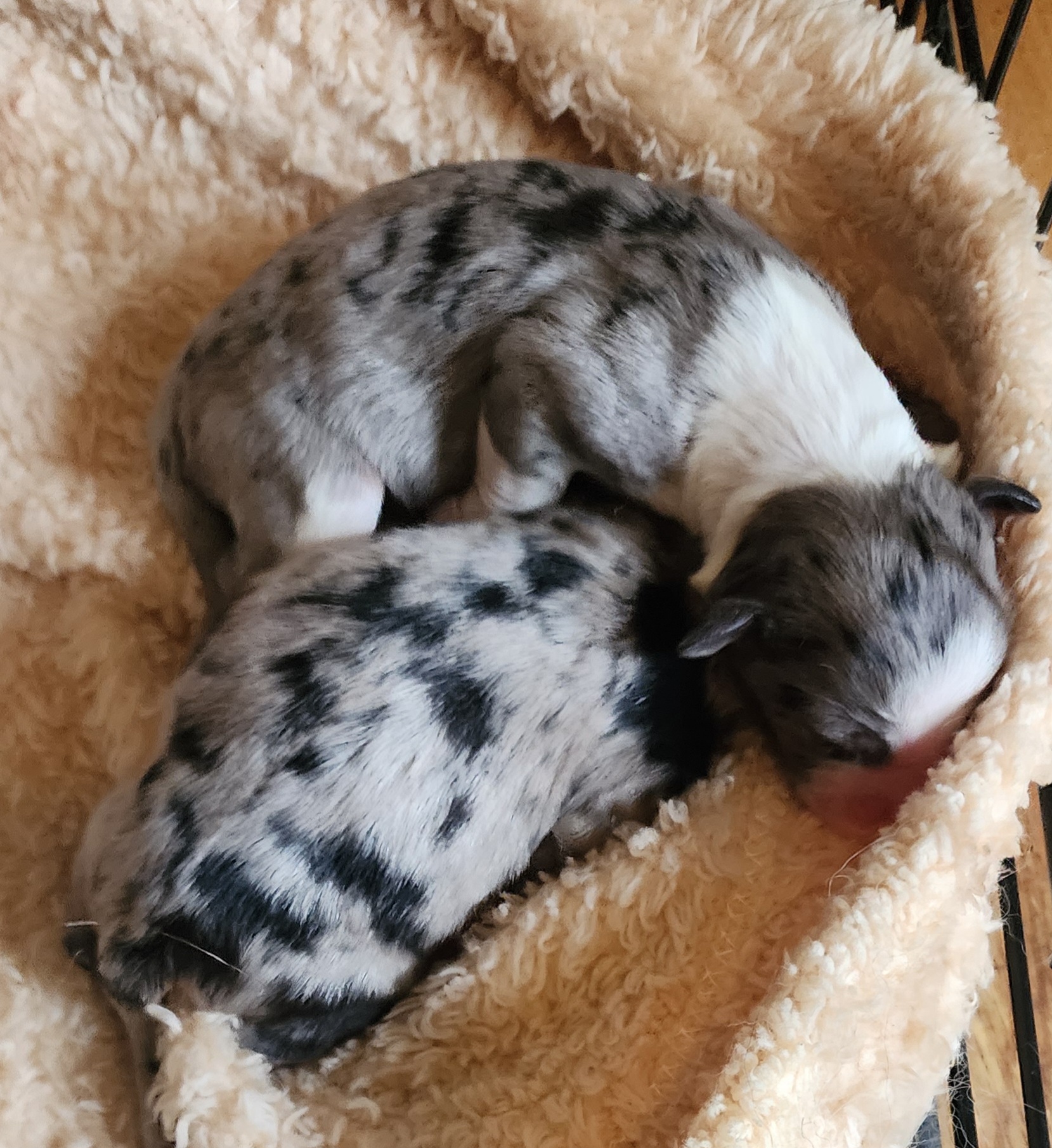 Miniature Australian Shepherd Puppies from Carter's Cuties