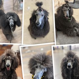 Poodles from Melia Poodles