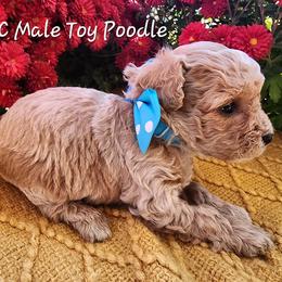 Poodle Puppies from Wendy's Poodles