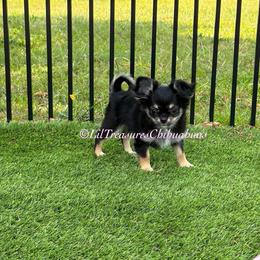 Nancy - Black and tan female Chihuahua puppy in Anderson, South Carolina from Lil Treasures Chihuahuas
