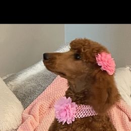Poodle puppies from Poodles of All Colors