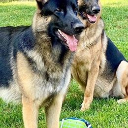 German Shepherd All Grown Up from Karen Nelson's German Shepherds