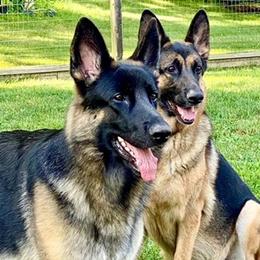 German Shepherd All Grown Up from Karen Nelson's German Shepherds