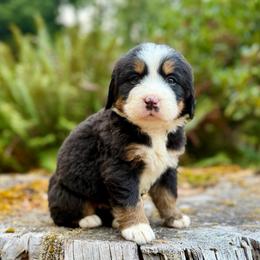 Poison Ivy (Yellow Collar) - Black rust and white female Bernese Mountain Dog puppy in Stanwood, Washington from Butter Cup Pups and Paws