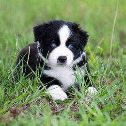 Georgia - Miniature Australian Shepherd puppy from Flying S Aussies