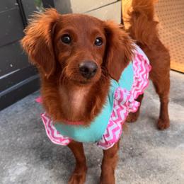 Lady girl - Goldendoodle