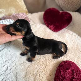 Rafael - Black and tan male Dachshund puppy in Alvin, Texas from Cosson's Dachshunds of Alvin