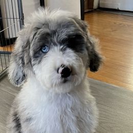 Boy Rio - Merle Sheepadoodle puppy in Chicago, Illinois from Chicago Sheepadoodles