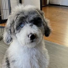 Boy Rio - Merle Sheepadoodle puppy in Chicago, Illinois from Chicago Sheepadoodles
