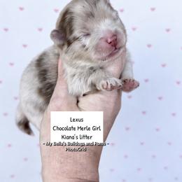 Lexus - Chocolate merle female Pomeranian puppy in Inola, Oklahoma from My Bella’s Pomeranians