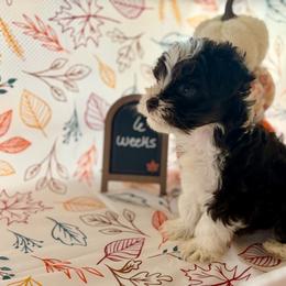 Marshall- Price 2700 - Parti male Miniature Schnauzer puppy in Trinity, Texas from CBR Mini Dachshunds
