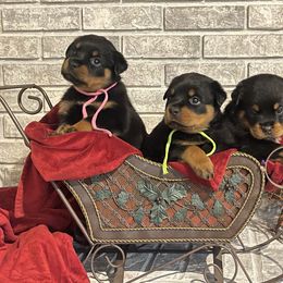 Girl 1 - Black and mahogany female Rottweiler puppy in Burlington, Kentucky from vom Blaurasen Rottweilers
