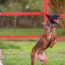 Danja - Belgian Malinois