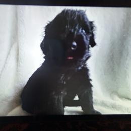 Laura bell - Black female Giant Schnauzer puppy in Woodstock, Virginia from Seven Bends Giants