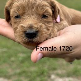 Georgia - Red  female Goldendoodle puppy in Arcadia, Florida from KnuDawn Goldendoodles and Cavapoos