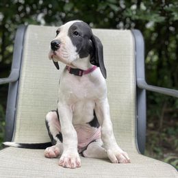 Cookie - Mantle Great Dane puppy in Miamisburg, Ohio from Myshire Danes
