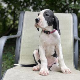 Cookie - Mantle Great Dane puppy in Miamisburg, Ohio from Myshire Danes