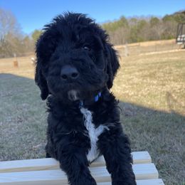 Labradoodle Puppies from Ross Farm Doodles