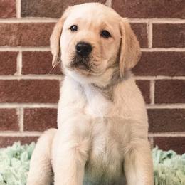 Labrador Retriever Puppies from Lorlyn Labradors