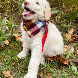 Arlo- light blue - Cream male Goldendoodle puppy in Carlton, Minnesota from Lakeside Doodles MN