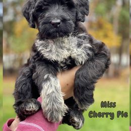 Girl 2 - Brown and white Portuguese Water Dog puppy in Grants Pass, Oregon from Rogue River Portuguese Water Dogs