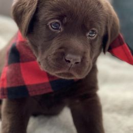 Labrador Retrievers from Lee Labradors